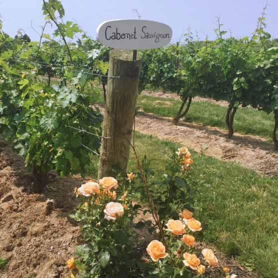 2015-07-04 12.09.31-1