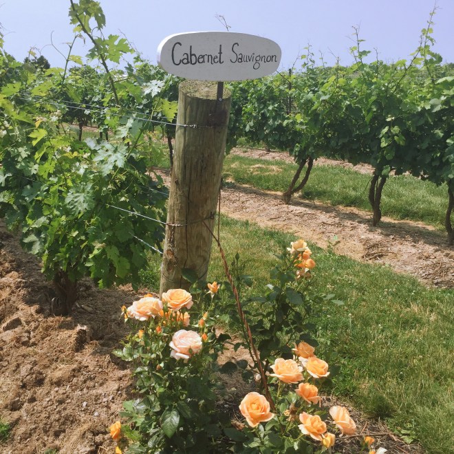 2015-07-04 12.09.31-1