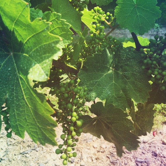 2015-07-04 12.18.17-1